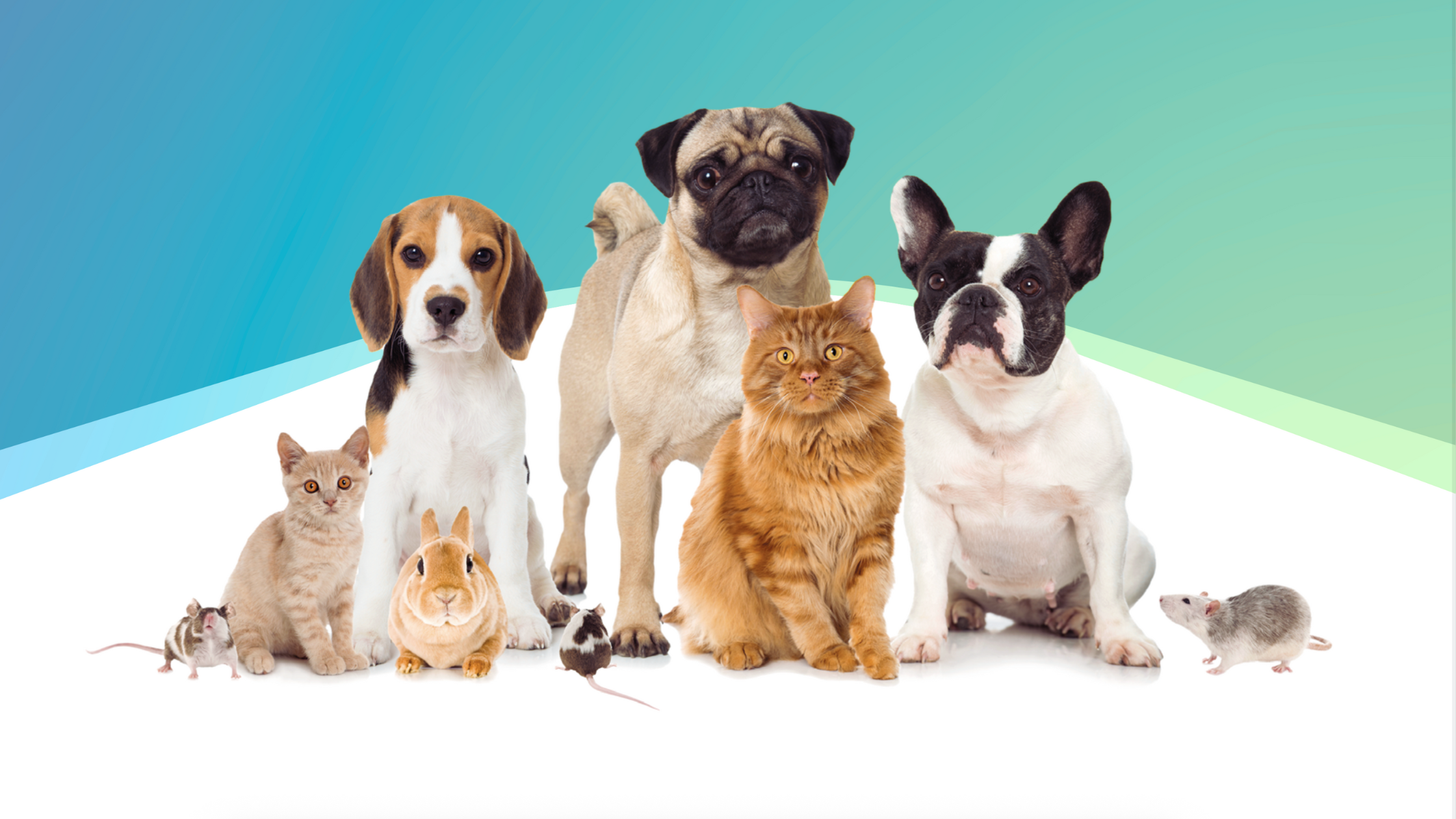 Companion pets wellness image representing Catalysis science-led pet supplements.
